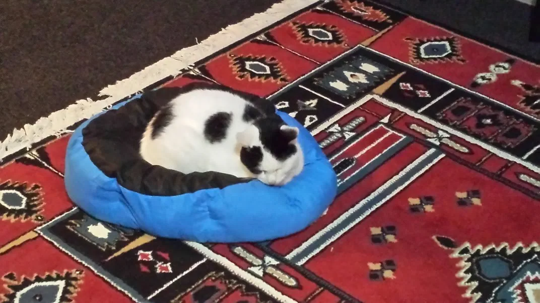 E05 upside down bed marshall at maungarangi rd 5 may 2018 (2)